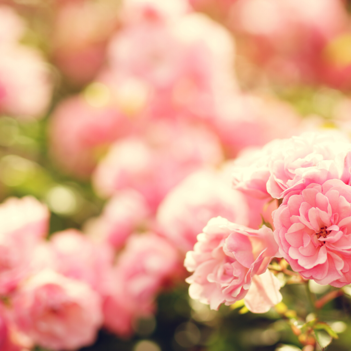 rose and white tea